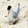 play Orange Beak Bird Slide Puzzle