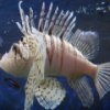 play Lionfish Jigsaw