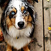 play Two Colors Dog Slide Puzzle