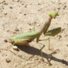 play Praying Mantis Jigsaw