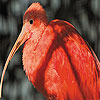 play Red Long Gaga Slide Puzzle