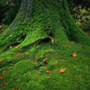 play Moss