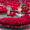 play Roses