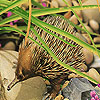 play Alone Hedgehog Puzzle