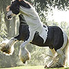 play Small Horse Slide Puzzle