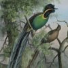 play Birds Of Paradise Jigsaw