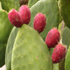 play Jigsaw: Cactus Toes