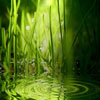 play Grass