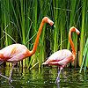 play Couple Flamingo Slide Puzzle