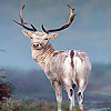 play Reindeer In The Mountain Slide Puzzle