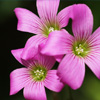 play 3 Pink Flowers