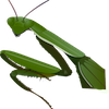 play Praying Mantis Jigsaw