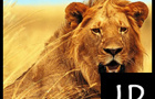 play Lion Puzzle Jigsaw