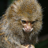 play Jigsaw: Cute Monkey