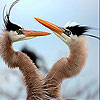 play Fighter Birds Slide Puzzle