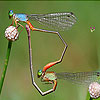 play Wild Flies Puzzle