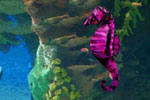Seahorse Roundup