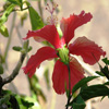play Jigsaw: Pale Red Flower