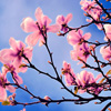 play Jigsaw: Spring Tree