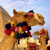 play Camel