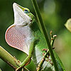 play Wild Big Chameleon Puzzle