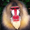 play Blowzy Monkey Puzzle