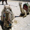 play Jigsaw: Camels