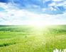 play Green Meadow