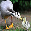play Mother And Baby Duck Slide Puzzle