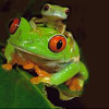 play Cute Green Frogs Slide Puzzle