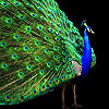 play Big Peacock Puzzle