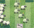 play Sheep Shooting