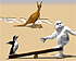 play Albatros Overload