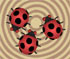 play Crazy Ladybugs