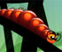 play Larva Dream