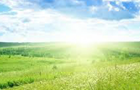 play Green Meadow
