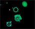 play Squidgy