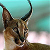 play Great Lynx Slide Puzzle
