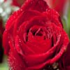 play Rose Jigsaw