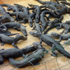 play Little Alligators
