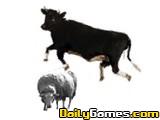 play Travelling Cow