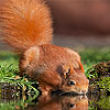 play Thirsty Squirrel Puzzle