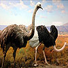 play Two Big Ostrich Slide Puzzle