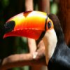 play Toucan Jigsaw
