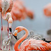play Nice Flamingo Family Puzzle