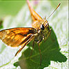 play Orange Winged Butterfly Slide Puzzle