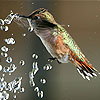 play Little Thirsty Sparrow Puzzle