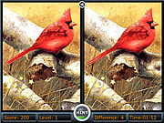 play Spot The Difference Bird