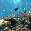 play Seabed Find Numbers