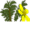 play Potentilla Anserina Jigsaw
